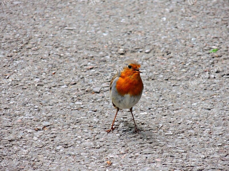 Robin Birds Turdide Free Photos