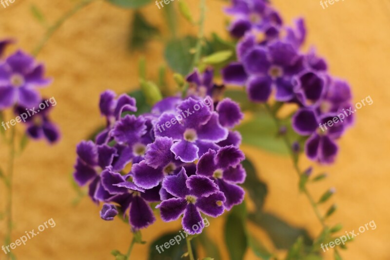 Flower Carnivorous Purple Garden Plants