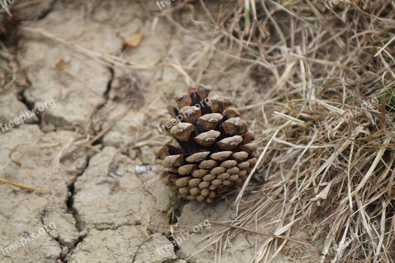 Pine Cone Ground Brown Nature Autumn