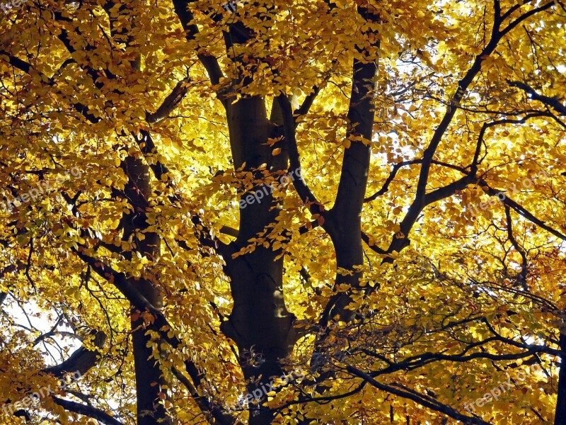 Fall Foliage Beech Tribe Aesthetic Branches