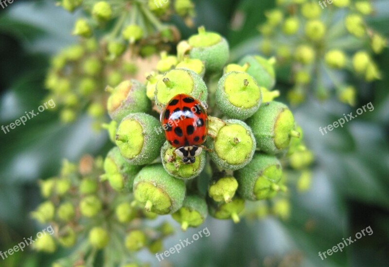 Asian Ladybug Efeublüte Large Dots Insect Nature