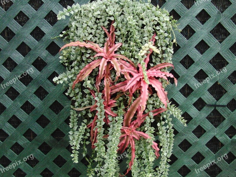 Decorative Wall Ivy Plants Wall Nature