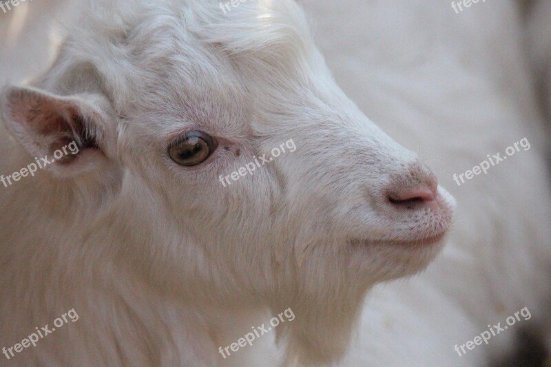 Goat Animal White Goat White Eye