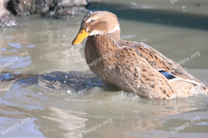 Mallard Duck Bird Bathes Water