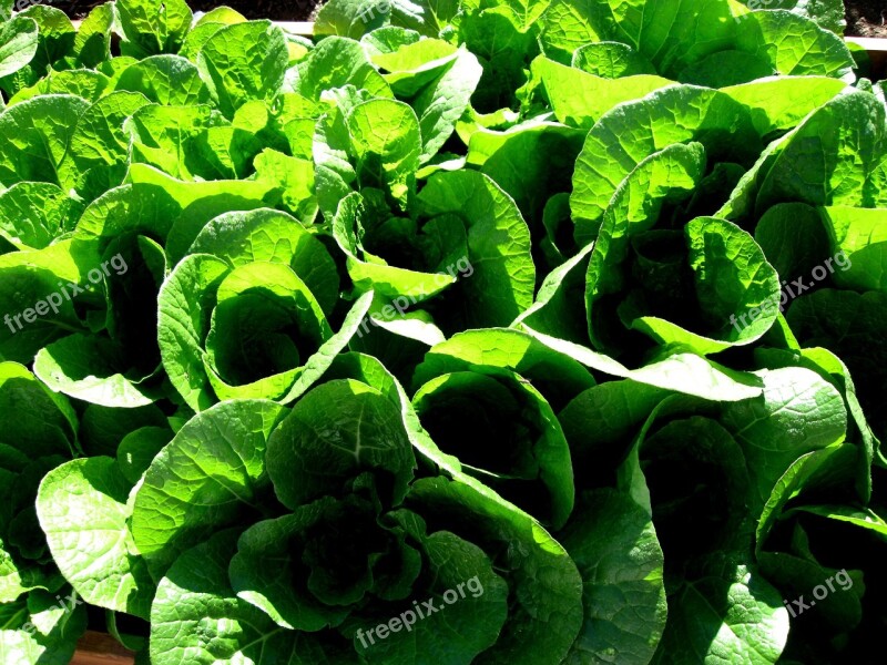 Napa Cabbage Cabbage Garden Grow Nutritious