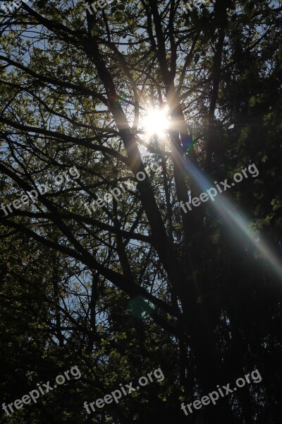 Sun Forest Grove Flurry Flooded