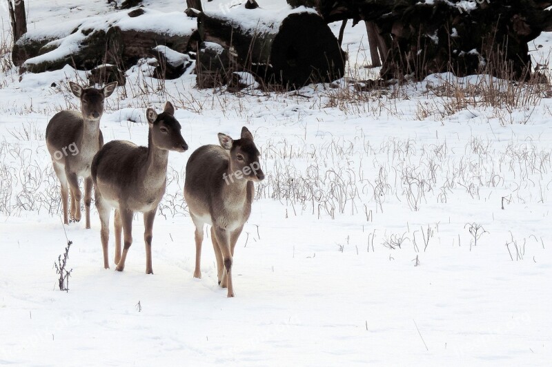 Landscape Deer Winter Impressions Wintry Snow