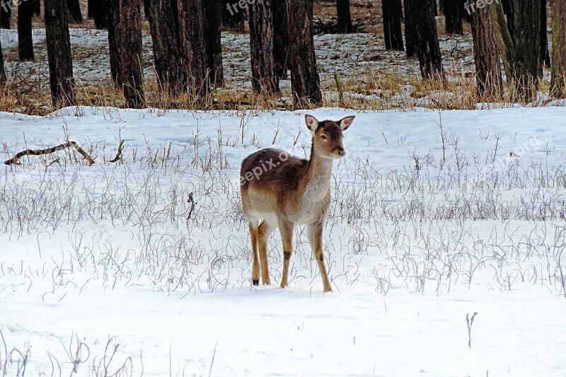 Landscape Roe Deer Winter Impressions Wintry Snow