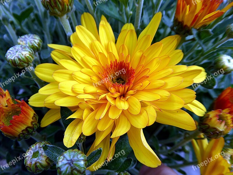 Flower Chrysanthemum Toussaint Yellow Petals