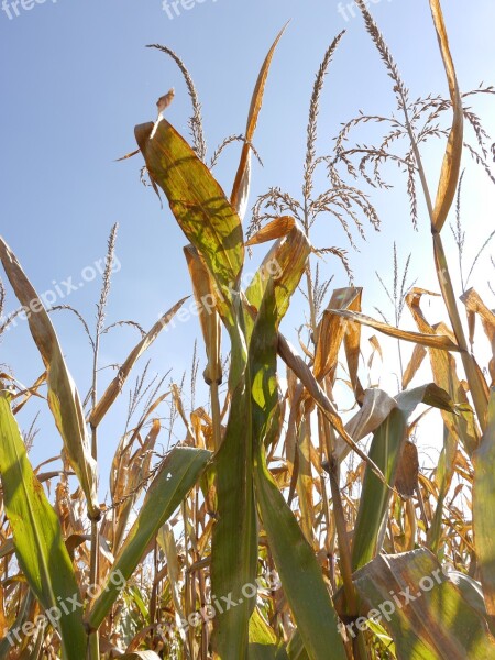 Corn Autumn Harvest Corn On The Cob Agriculture