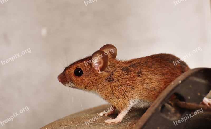 Mouse Rodent Cute Mammal Nager