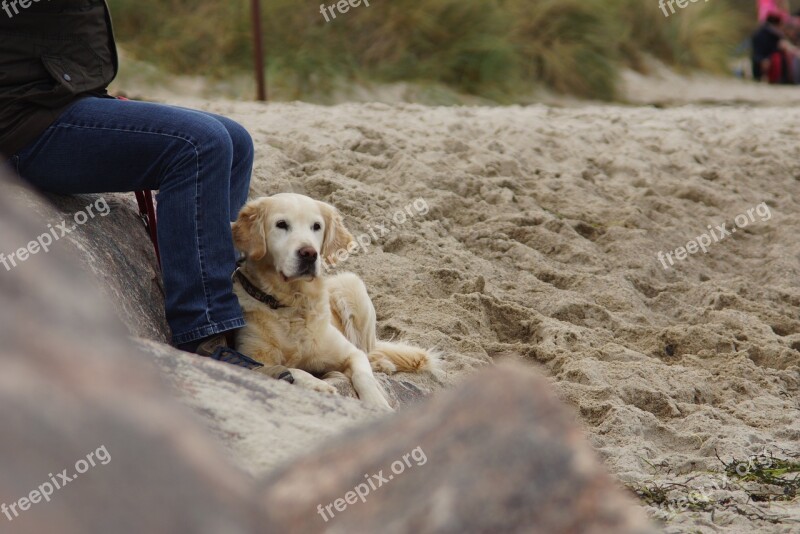 Dog Beach Most Beach Dog On Beach Golden Retriever