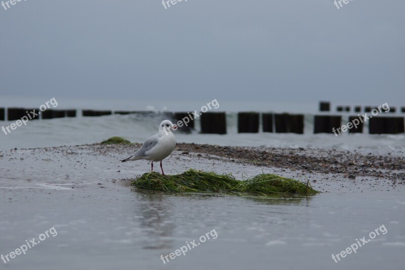 Seagull Baltic Sea Water Seetank Beach Buhne