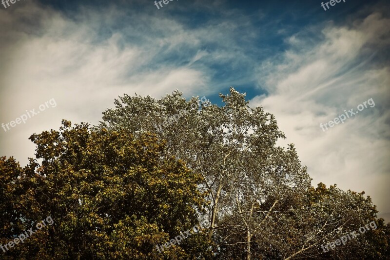 Trees Forest Nature Landscape Clouds