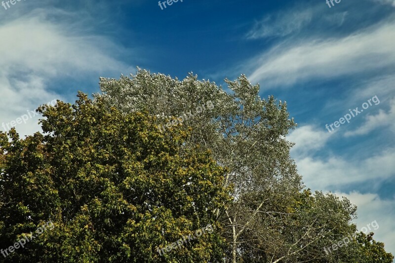 Trees Forest Nature Landscape Clouds