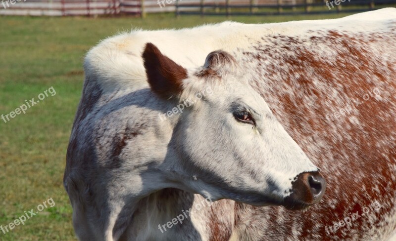 Cow Farm Woodstock Farm Animal Sanctuary Animal Mammal