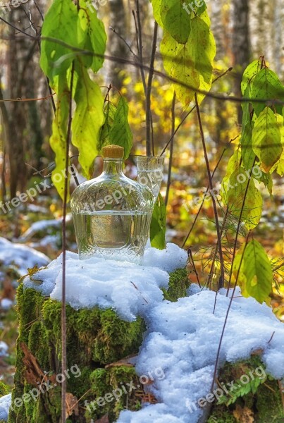 Snow Still Life Autumn Forest Trees