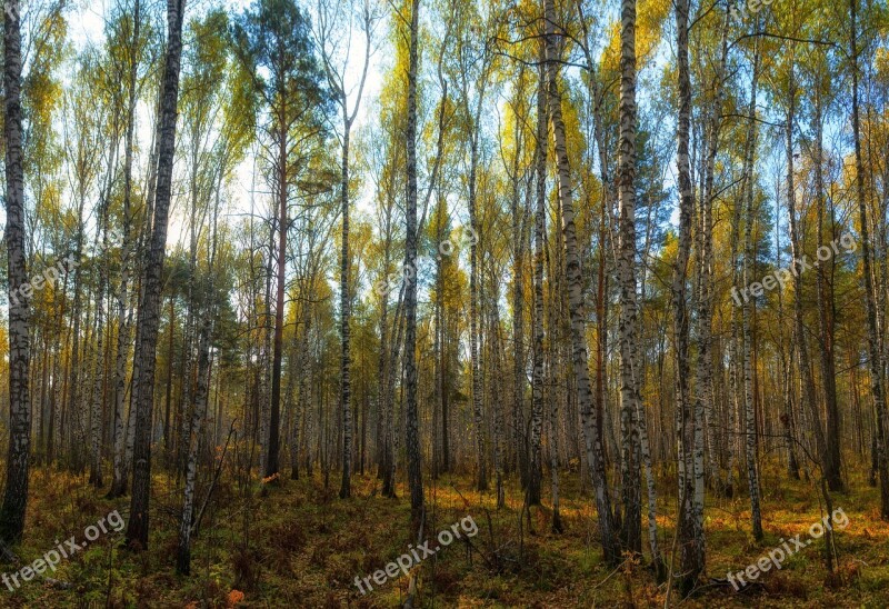 Forest Autumn Nature Listopad Autumn Forest