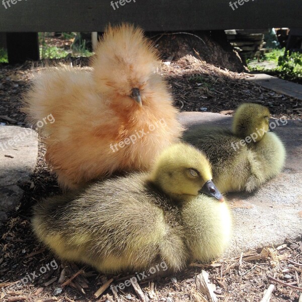 Silkie Chick Sleeping Goslings Livestock