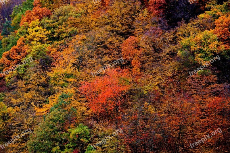 Altenahr Autumn Trees Free Photos