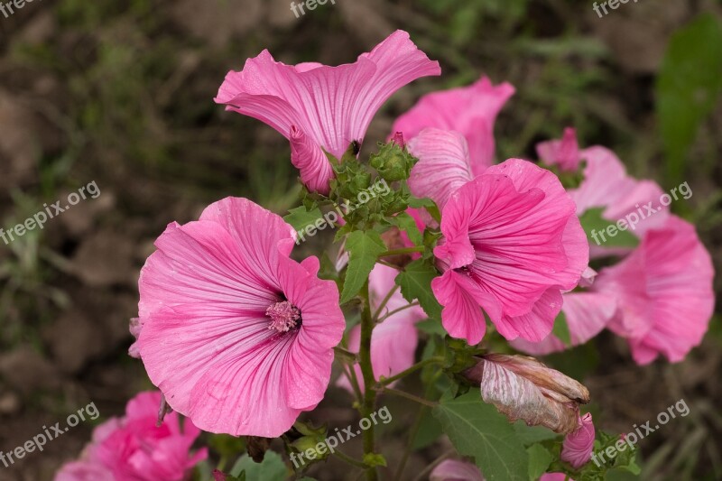 Lavatera Flower Pink Gentle Krupnyj Plan