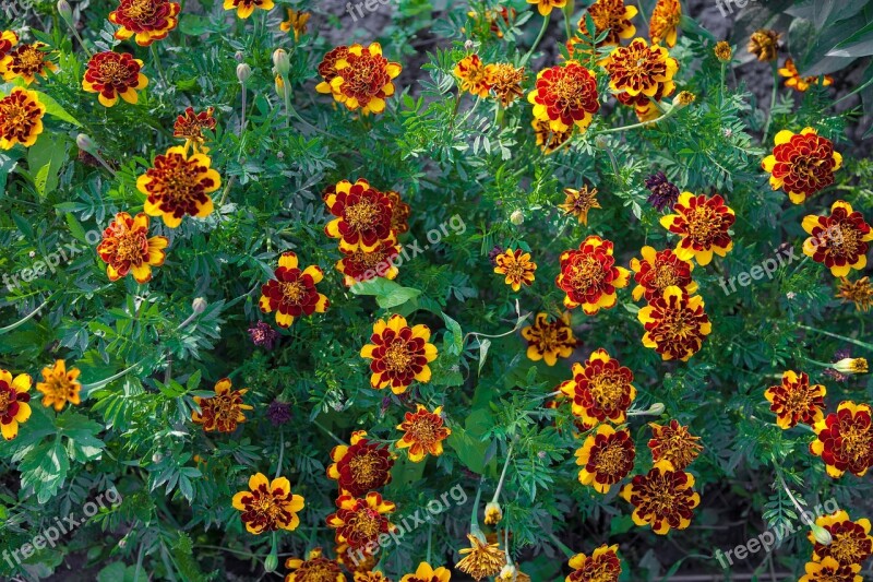 Marigold A Lot Yellow Orange Green