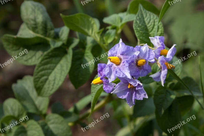 Potatoes In Bloom Vegetable Garden Elitexpo Dacha Summer