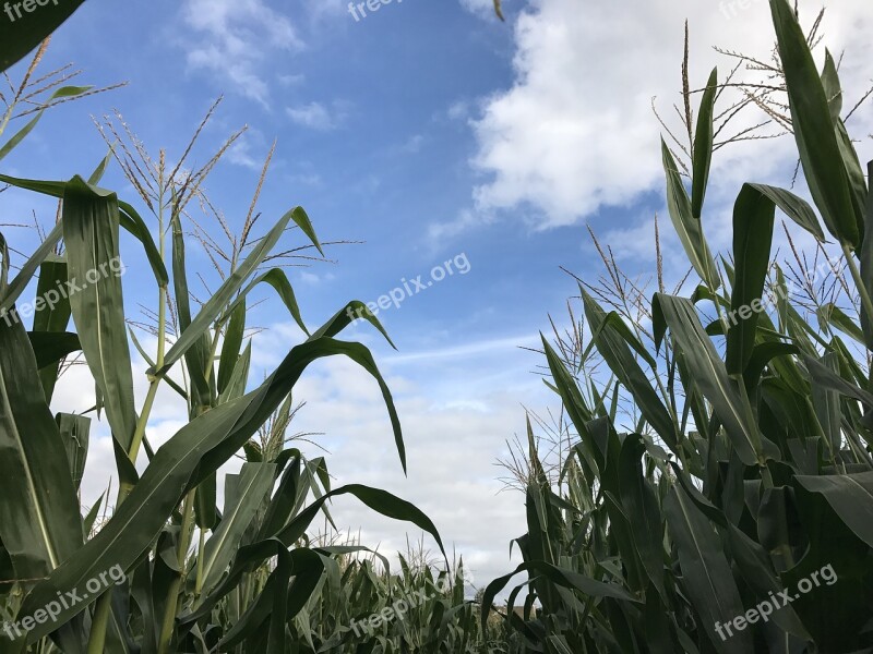 Corn Sky Clouds Agriculture Plant