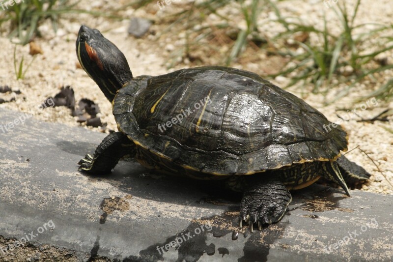 Turtle Water Water Animal Animals Foreground