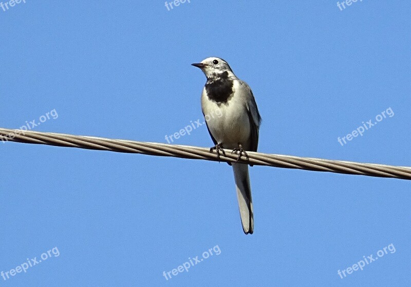 Bird Wagtail White Wagtail Motacilla Alba Passerine