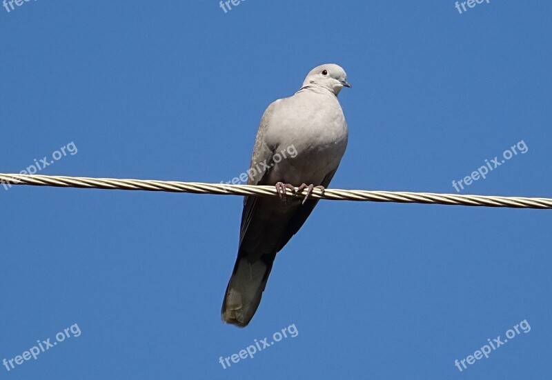 Bird Dove Eurasian Collared Dove Streptopelia Decaocto Collared Dove