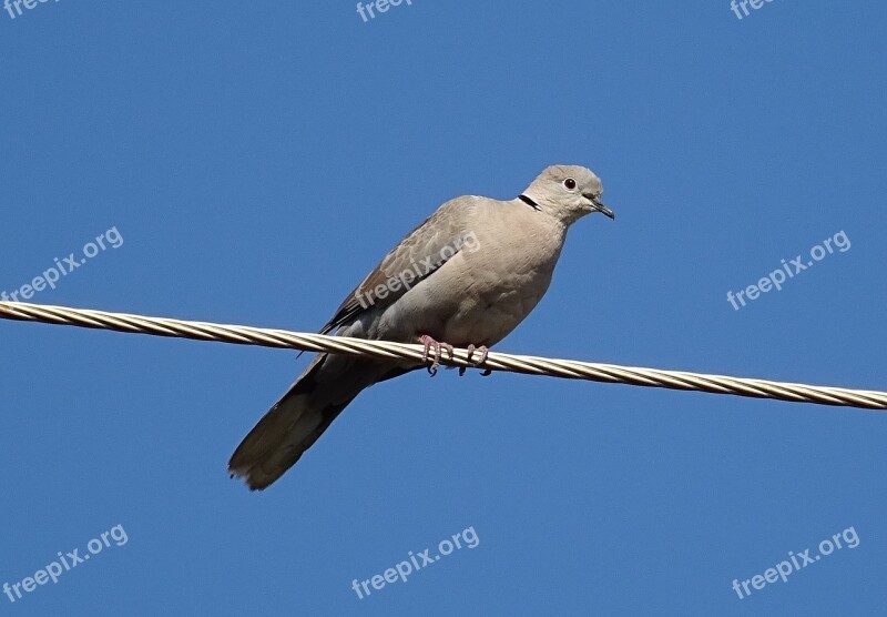 Bird Dove Eurasian Collared Dove Streptopelia Decaocto Collared Dove