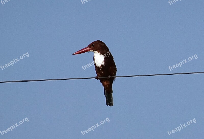 Bird Kingfisher White-throated Kingfisher Halcyon Smyrnensis White-breasted Kingfisher