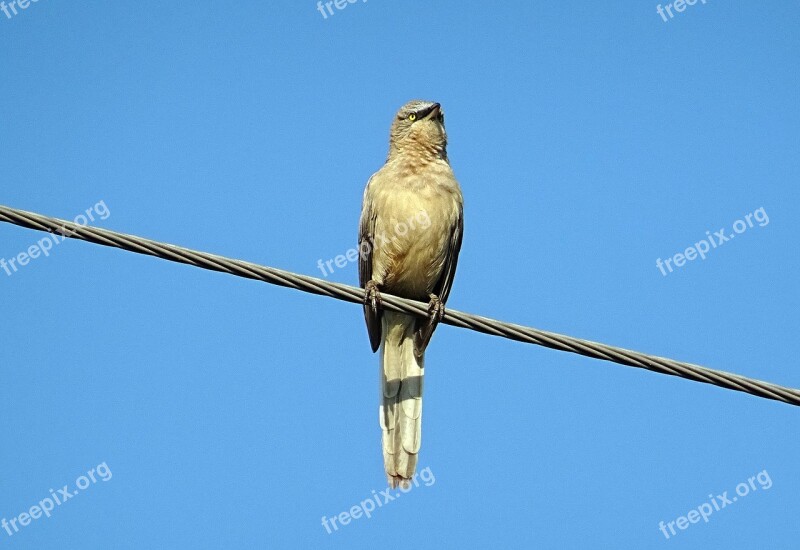 Bird Babbler Large Grey Babbler Turdoides Malcolmi Leiothrichidae