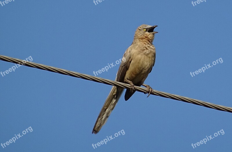 Bird Babbler Large Grey Babbler Turdoides Malcolmi Leiothrichidae