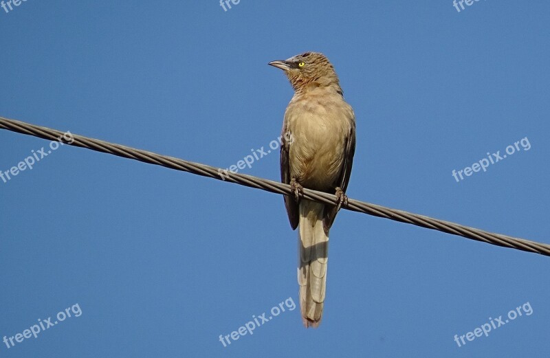 Bird Babbler Large Grey Babbler Turdoides Malcolmi Leiothrichidae