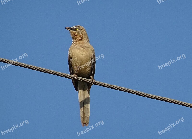 Bird Babbler Large Grey Babbler Turdoides Malcolmi Leiothrichidae