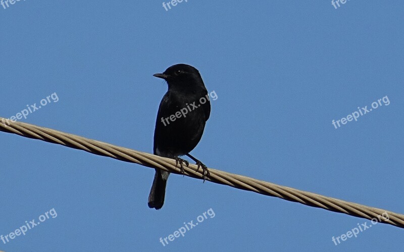 Bird Pied Bush Chat Saxicola Caprata Passerine Male