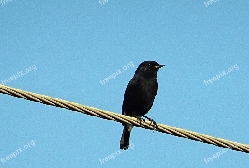 Bird Pied Bush Chat Saxicola Caprata Passerine Male