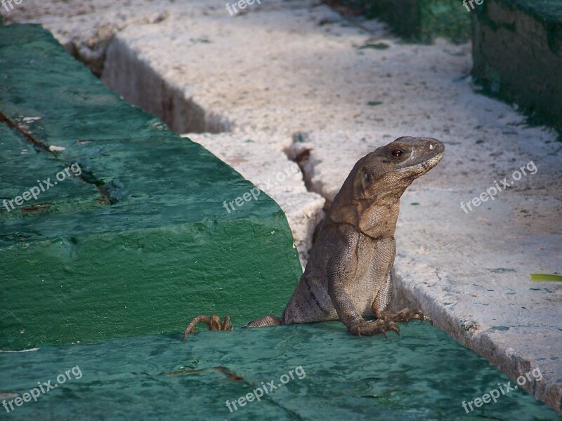 Lizard Curious Lookout Reptile Wildlife