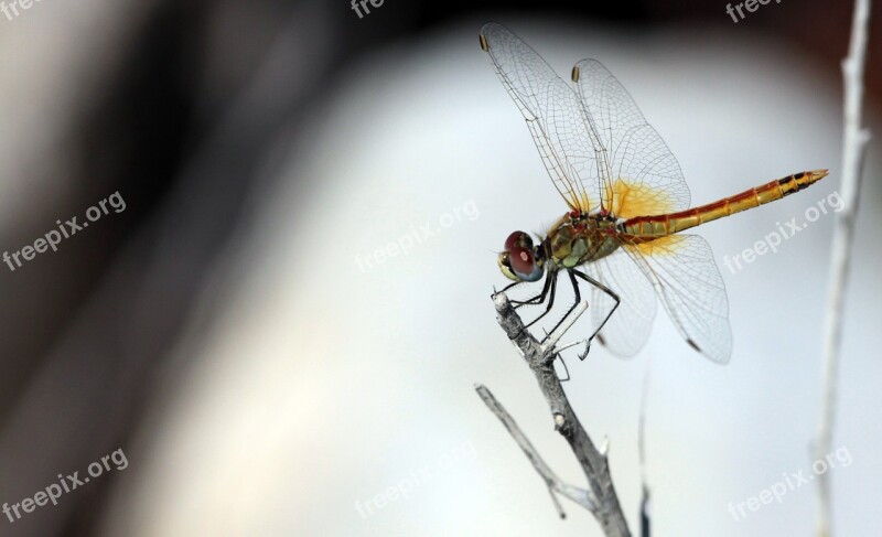 Sympetrum Frequens Dragonfly Free Photos