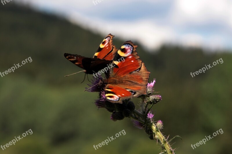 Butterfly Eatting Food Flower Summer