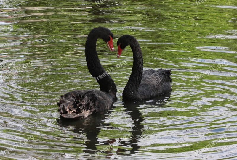 Black Flirt Swan Head White