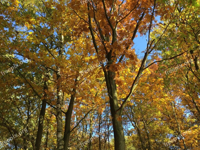 Autumn Colors Leaves Season Nature