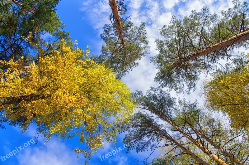 Autumn Sky Golden Autumn Blue Sky Tree