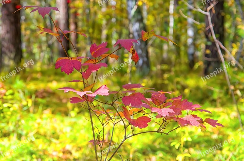 Autumn Sheet Forest Yellow Autumn Nature