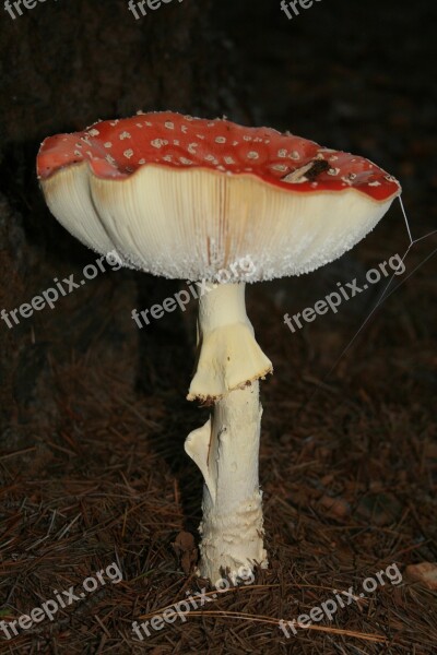 Mushroom Fly Amanita Fly Mushroom Fungi Fungus