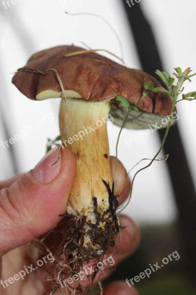 Bay Bolete Fungus Mushroom Pine Needles