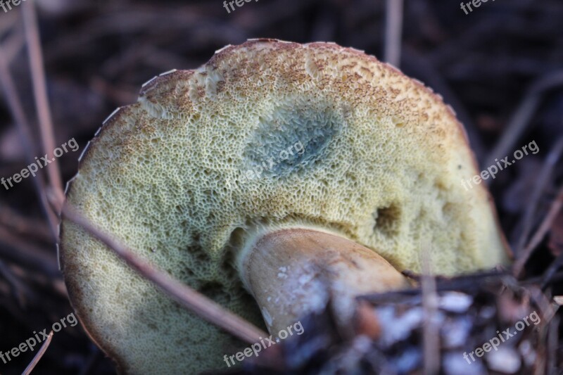 Bay Bolete Fungus Nature Mushroom Forest