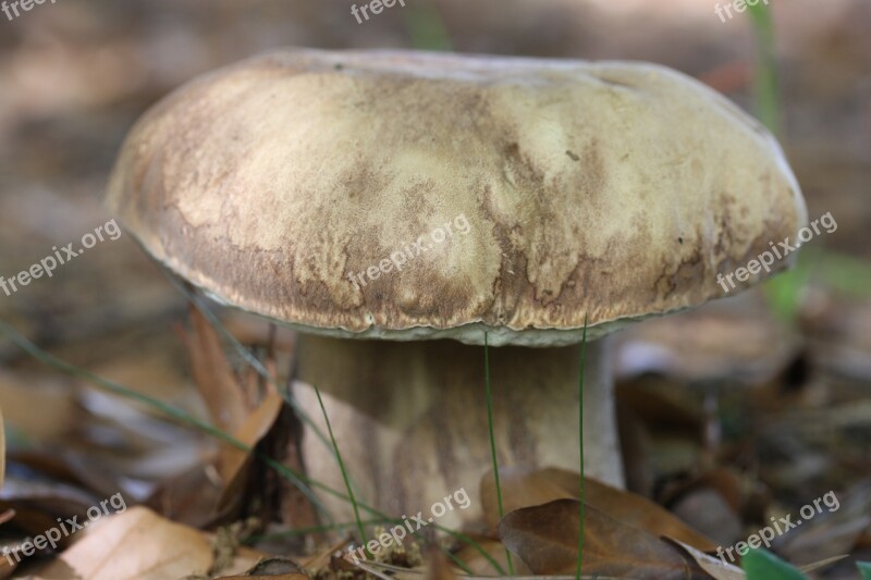 Porcini Mushroom Edulis Autumn Edible